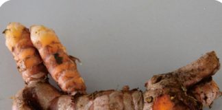 Nggak Cuma Baik untuk Pencernaan, Temulawak Punya Sederet Manfaat Bagi Kesehatan