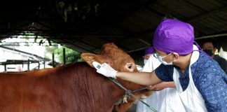 Cegah Penularan Wabah PMK, Pemkot Surabaya Terjunkan Dokter Hewan untuk Pemeriksaan Ternak