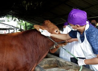 Cegah Penularan Wabah PMK, Pemkot Surabaya Terjunkan Dokter Hewan untuk Pemeriksaan Ternak