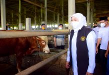 Gubernur Khofifah Pastikan Hewan Kurban di Jatim Sehat, Stok Cukup Bahkan Surplus