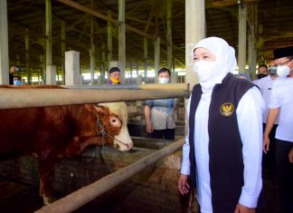 Gubernur Khofifah Pastikan Hewan Kurban di Jatim Sehat, Stok Cukup Bahkan Surplus