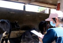 Vaksinasi PMK Tahap 1 Dimulai, Pemkot Surabaya Target 600 Ekor Sapi