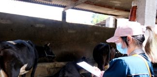 Vaksinasi PMK Tahap 1 Dimulai, Pemkot Surabaya Target 600 Ekor Sapi