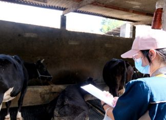 Vaksinasi PMK Tahap 1 Dimulai, Pemkot Surabaya Target 600 Ekor Sapi