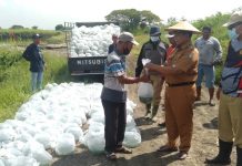Program Padat Karya, DKPP Surabaya Tebar Puluhan Ribu Benih Bandeng di Lahan BTKD Pakal