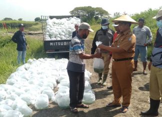 Program Padat Karya, DKPP Surabaya Tebar Puluhan Ribu Benih Bandeng di Lahan BTKD Pakal
