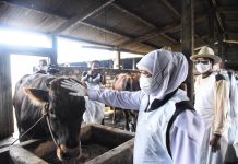 Pemprov Jatim Siapkan 1.276 Juru Sembelih Halal di Idul Adha 1443 H Tahun 2022