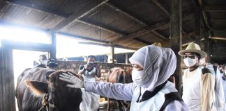 Pemprov Jatim Siapkan 1.276 Juru Sembelih Halal di Idul Adha 1443 H Tahun 2022