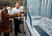 Warga Krembangan Surabaya Budidaya Maggot Lalat, Ditarget Bisa Ekspor hingga 6 Ton Perhari