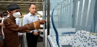 Warga Krembangan Surabaya Budidaya Maggot Lalat, Ditarget Bisa Ekspor hingga 6 Ton Perhari