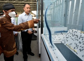 Warga Krembangan Surabaya Budidaya Maggot Lalat, Ditarget Bisa Ekspor hingga 6 Ton Perhari