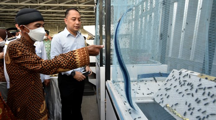 Warga Krembangan Surabaya Budidaya Maggot Lalat, Ditarget Bisa Ekspor hingga 6 Ton Perhari