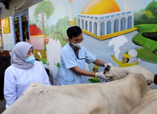 Pemkot Surabaya Terjunkan Tim Lakukan Pengecekan Kesehatan Hewan Kurban Sebelum dan Setelah Disembelih