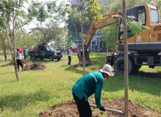 1000 Tanaman Ditanam Setiap Hari, Pemkot Ingin Buat Suasana Kota Surabaya Tetap Sejuk