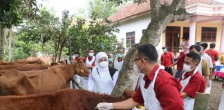 Gubernur Khofifah Tinjau Percepatan Revaksinasi PMK, 635.050 Dosis Vaksin PMK Sudah Disuntikkan ke Hewan Ternak di Jatim