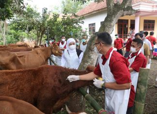 Gubernur Khofifah Tinjau Percepatan Revaksinasi PMK, 635.050 Dosis Vaksin PMK Sudah Disuntikkan ke Hewan Ternak di Jatim