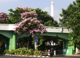 Ribuan Tabebuya Kembali Bermekaran, Bikin Kota Surabaya Kian Menawan