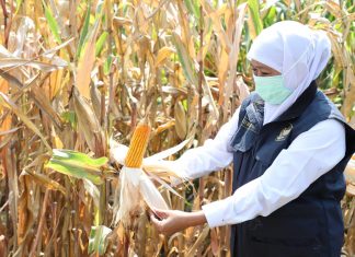Peringati Hari Pangan Sedunia, Gubernur Khofifah : Perkuat Jatim Sebagai Lumbung Pangan Nasional Khofifah Indar Parawansa