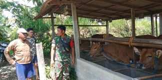 Waspada PMK, Dandim Klungkung Kembali Kerahkan Babinsa Hankam