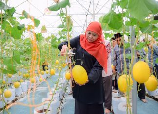 Resmikan Green House Masjid Al-Akbar, Gubernur Khofifah Panen dan Cicipi Manisnya Tiga Varietas Golden Melon Gubernur Jawa Timur