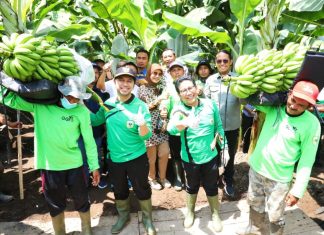 Dampingi Menteri PDTT Panen Pisang Cavendish, Wagub Emil: Pemprov Jatim Dukung Program Pengembangan Holtikultura Berorientasi Ekspor Emil Dardak