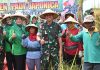 Pangdam V/Brawijaya Panen Raya Padi Japonica di Ngawi Pangdam V Brawijaya