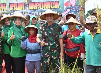 Pangdam V/Brawijaya Panen Raya Padi Japonica di Ngawi Pangdam V Brawijaya