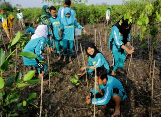 Surabaya Kota Pertama di Indonesia Penerima Wetland City Accreditation Mangrove Surabaya