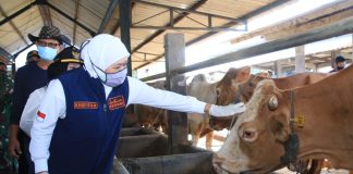 Populasi Sapi Potong, Sapi Perah dan Ayam Petelur Jatim Tertinggi Nasional, Gubernur Jawa Timur yakin ini Bukti Komitmen Jatim Wujudkan Swasembada Pangan Nasional Populasi Sapi Potong, Sapi Perah dan Ayam Petelur Jatim Tertinggi Nasional, Gubernur Jawa Timur yakin ini Bukti Komitmen Jatim Wujudkan Swasembada Pangan Nasional
