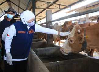 Populasi Sapi Potong, Sapi Perah dan Ayam Petelur Jatim Tertinggi Nasional, Gubernur Jawa Timur yakin ini Bukti Komitmen Jatim Wujudkan Swasembada Pangan Nasional Populasi Sapi Potong, Sapi Perah dan Ayam Petelur Jatim Tertinggi Nasional, Gubernur Jawa Timur yakin ini Bukti Komitmen Jatim Wujudkan Swasembada Pangan Nasional