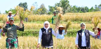 Panen Raya Padi Varietas Inpari 32 di Blitar, Gubernur Khofifah Apresiasi Inovasi Petani yang Kembangkan Pupuk Organik ‘Biosaka’ Panen Raya Padi Varietas Inpari 32 di Blitar, Gubernur Khofifah Apresiasi Inovasi Petani yang Kembangkan Pupuk Organik 'Biosaka'