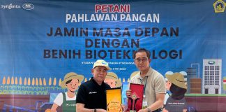 Penggunaan Benih Unggul Berkualitas Kunci Peningkatan Produktivitas Petani Jagung Penggunaan Benih Unggul Berkualitas Kunci Peningkatan Produktivitas Petani Jagung Syngenta