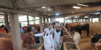 Blusukan ke Kandang Ternak di Lamongan Jelang Idul Adha, Gubernur Khofifah Pastikan Hewan Kurban Jatim Sehat dan Tervaksin PMK dan LSD Blusukan ke Kandang Ternak di Lamongan Jelang Idul Adha, Gubernur Khofifah Pastikan Hewan Kurban Jatim Sehat dan Tervaksin PMK dan LSD