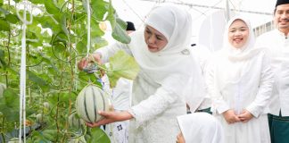 Gubernur Khofifah Ajak Cucu Tanam Dan Panen Golden Melon di Green House Masjid Al Akbar Usai Sholat Iedul Adha Gubernur Khofifah Ajak Cucu Tanam Dan Panen Golden Melon di Green House Masjid Al Akbar Usai Sholat Iedul Adha