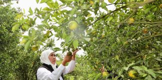 Kunjungi Wisata Petik Jeruk 55, Gubernur Khofifah Optimistis Jadi Magnet Baru Wisatawan di Kota Batu Kunjungi Wisata Petik Jeruk 55, Gubernur Khofifah Optimistis Jadi Magnet Baru Wisatawan di Kota Batu