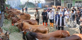 Tinjau RPH Halal Pegirian Jelang Idul Adha, Gubernur Khofifah Himbau Penyembelihan Hewan Kurban Terapkan Prinsip Animal Welfare Tinjau RPH Halal Pegirian Jelang Idul Adha, Gubernur Khofifah Himbau Penyembelihan Hewan Kurban Terapkan Prinsip Animal Welfare