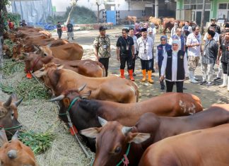 Tinjau RPH Halal Pegirian Jelang Idul Adha, Gubernur Khofifah Himbau Penyembelihan Hewan Kurban Terapkan Prinsip Animal Welfare Tinjau RPH Halal Pegirian Jelang Idul Adha, Gubernur Khofifah Himbau Penyembelihan Hewan Kurban Terapkan Prinsip Animal Welfare