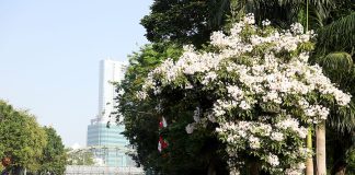 Memasuki Musim Kemarau, Ribuan Bunga Tabebuya Bermekaran di Kota Surabaya Memasuki Musim Kemarau, Ribuan Bunga Tabebuya Bermekaran di Kota Surabaya