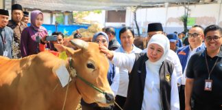 Capaian Vaksinasi PMK Tertinggi Se-Indonesia, Gubernur Khofifah Sampaikan Sebanyak 6,1 Juta Dosis Telah Digunakan Hewan Ternak Jatim Capaian Vaksinasi PMK Tertinggi Se-Indonesia, Gubernur Khofifah Sampaikan Sebanyak 6,1 Juta Dosis Telah Digunakan Hewan Ternak Jatim