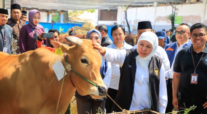 Capaian Vaksinasi PMK Tertinggi Se-Indonesia, Gubernur Khofifah Sampaikan Sebanyak 6,1 Juta Dosis Telah Digunakan Hewan Ternak Jatim Capaian Vaksinasi PMK Tertinggi Se-Indonesia, Gubernur Khofifah Sampaikan Sebanyak 6,1 Juta Dosis Telah Digunakan Hewan Ternak Jatim