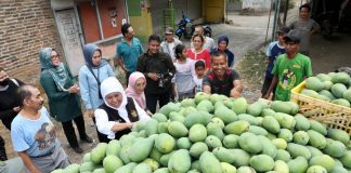 Musim Mangga Tiba, Gubernur Khofifah Ajak Karyawan dan Wartawan Nikmati Legitnya Mangga Asal Kediri Musim Mangga Tiba, Gubernur Khofifah Ajak Karyawan dan Wartawan Nikmati Legitnya Mangga Asal Kediri