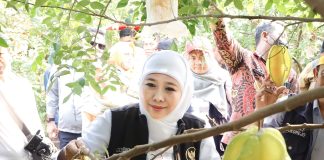 Kunjungi Agrowisata Petik Buah Belimbing Karangsari di Kota Blitar, Bisa Jadi Destinasi Wisata Andalan Kota Blitar Kunjungi Agrowisata Petik Buah Belimbing Karangsari di Kota Blitar, Bisa Jadi Destinasi Wisata Andalan Kota Blitar