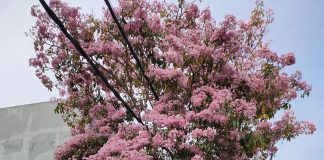 Mulai Bermekaran, Bunga Tabebuya Hiasi Jalanan Protokol Surabaya Mulai Bermekaran, Bunga Tabebuya Hiasi Jalanan Protokol Surabaya (foto : Kusandi)