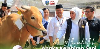 Angka Kelahiran Sapi di Jatim Tertinggi Nasional Capai 1,2 Juta Ekor, Perkuat Status Gudang Ternak Nasional Serta Dukung Swasembada Daging Angka Kelahiran Sapi di Jatim Tertinggi Nasional Capai 1,2 Juta Ekor, Perkuat Status Gudang Ternak Nasional Serta Dukung Swasembada Daging (foto : ist)
