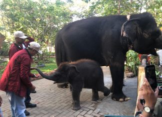 Kebun Binatang Surabaya Rayakan HUT Ke 108 Sekaligus Kenalkan Rocky Balboa Ke Pengunjung Kebun Binatang Surabaya Rayakan HUT Ke 108 Sekaligus Kenalkan Rocky Balboa Ke Pengunjung (dokpri hsc)
