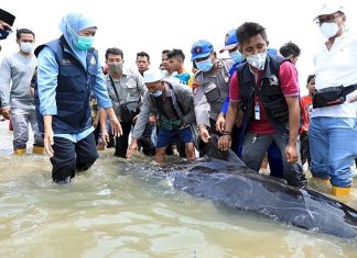 Hari Konvensi Ikan Paus, Khofifah Ingatkan Pentingnya Perlindungan dan Pelestarian Mamalia Laut