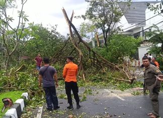 Pakar ITS Serukan Kesiapsiagaan Mitigasi Dampak Angin Puting Beliung Terjadinya pohon tumbang saat cuaca ekstrem akibat mengabaikan pemetaan analisis kondisi pohon (foto : ist)