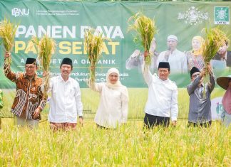 Khofifah Panen Raya Padi Sehat di Pasuruan, Penggunaan Pupuk Probiotik Hasilkan Beras Rendah Karbo dan Kalori