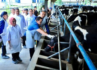 Tinjau Peternakan Sapi di Pujon, Pj. Gubernur Jatim Masifkan Vaksinasi PMK untuk Ternak Sehat