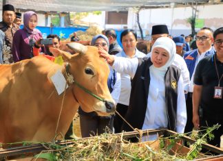 PMK di Jawa Timur Tertangani Dengan Baik, Khofifah Optimis Stok Hewan Ternak Aman Jelang Ramadhan